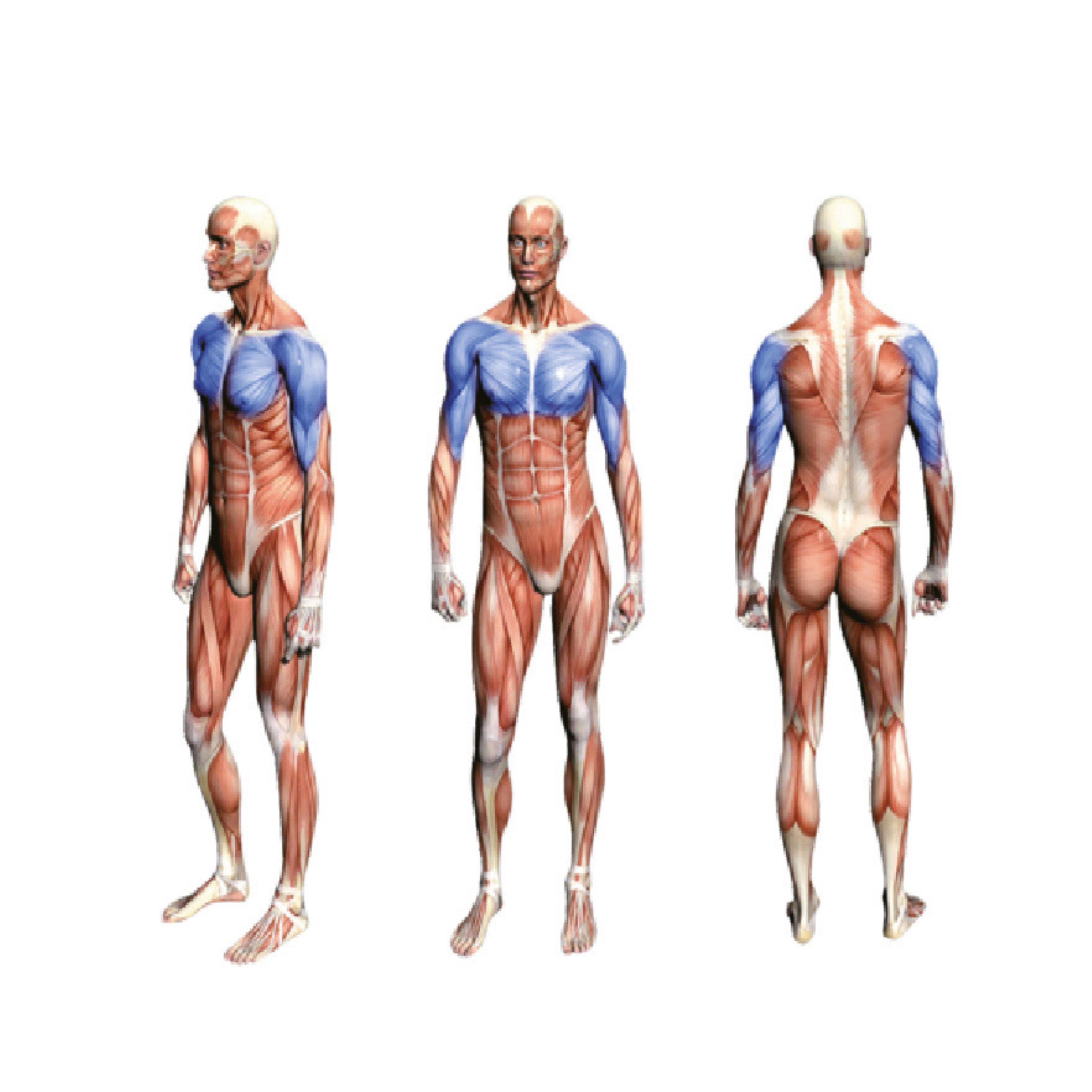 FA9004 Incline Chest Press