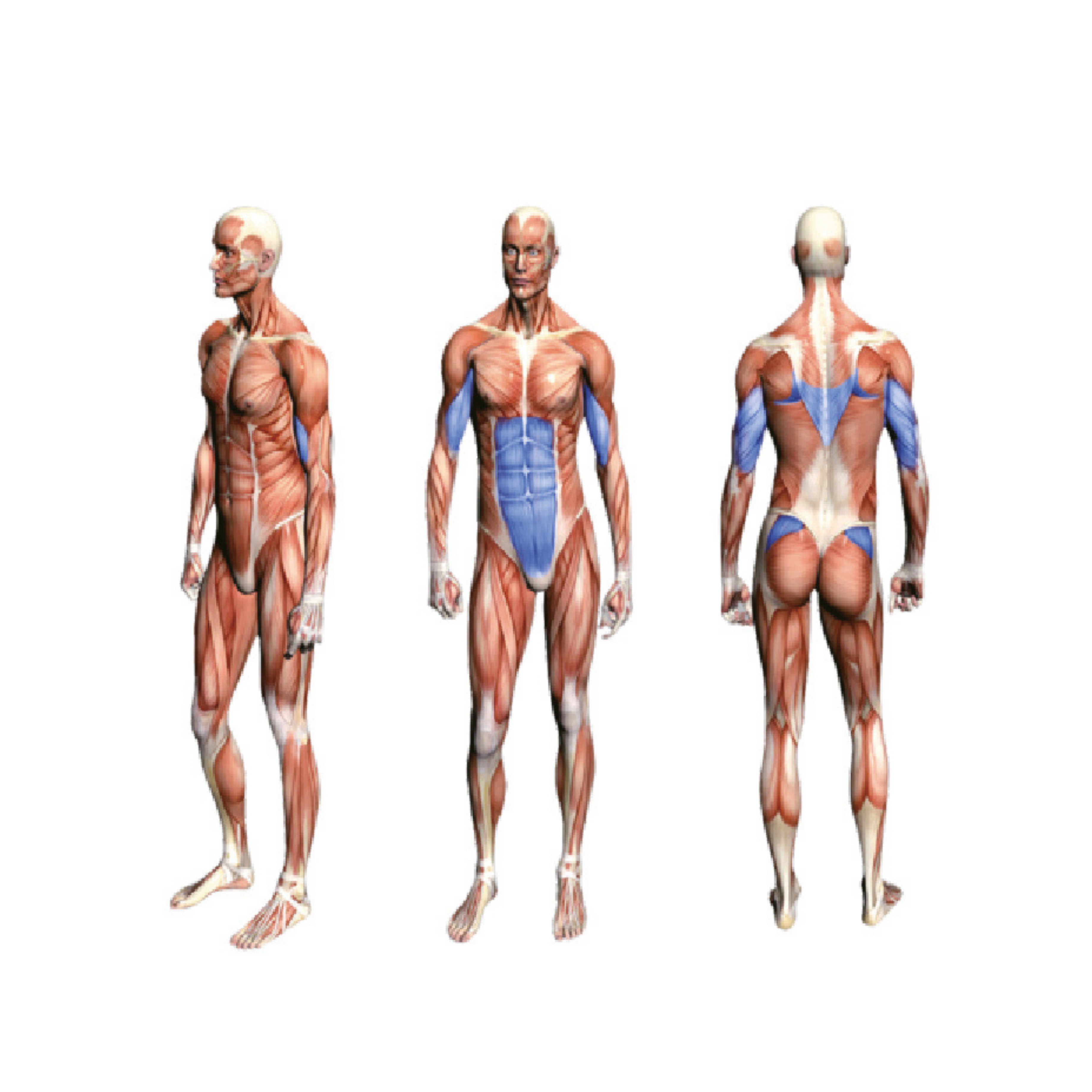 FA9005 Rowing Machine