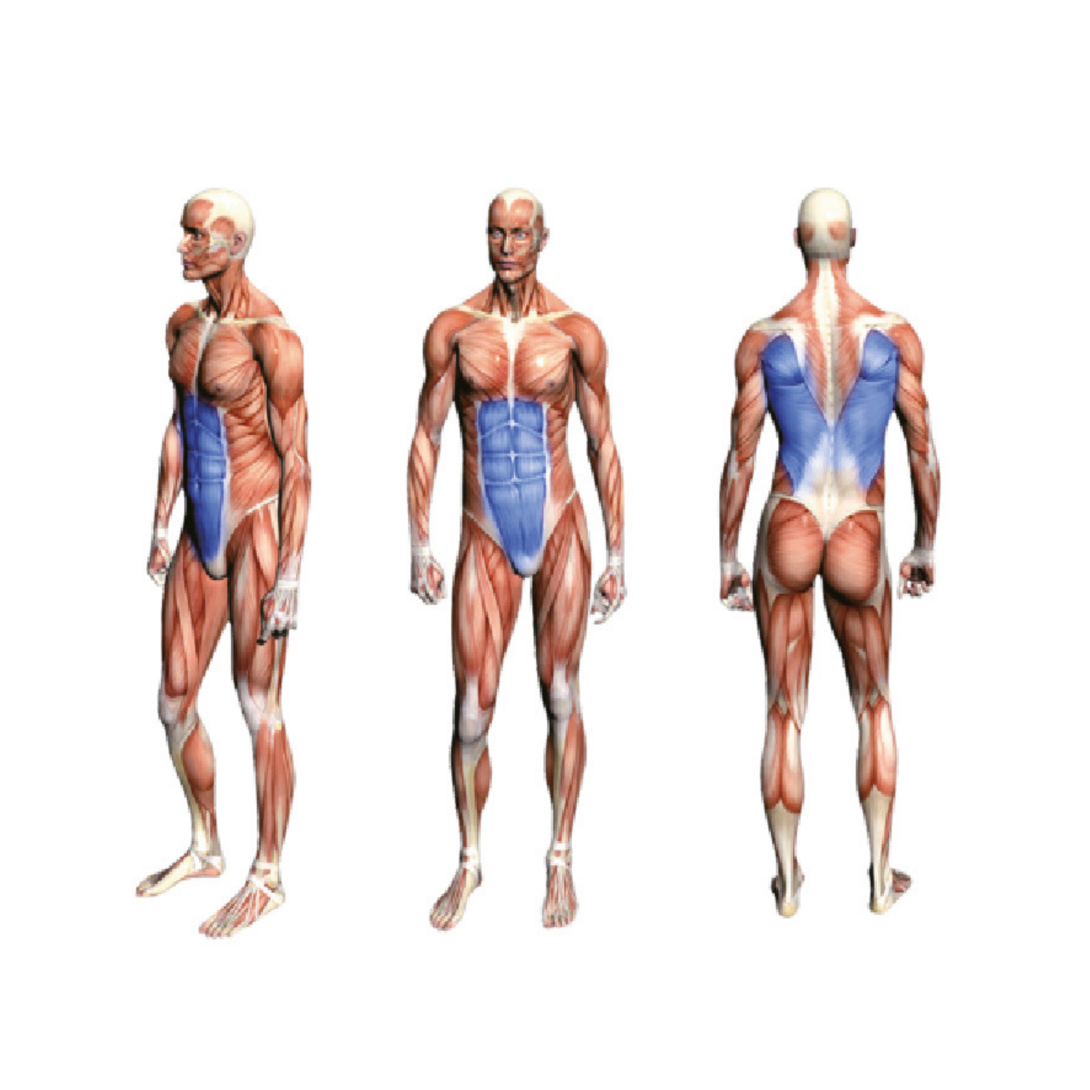 FA9009 Back Extension