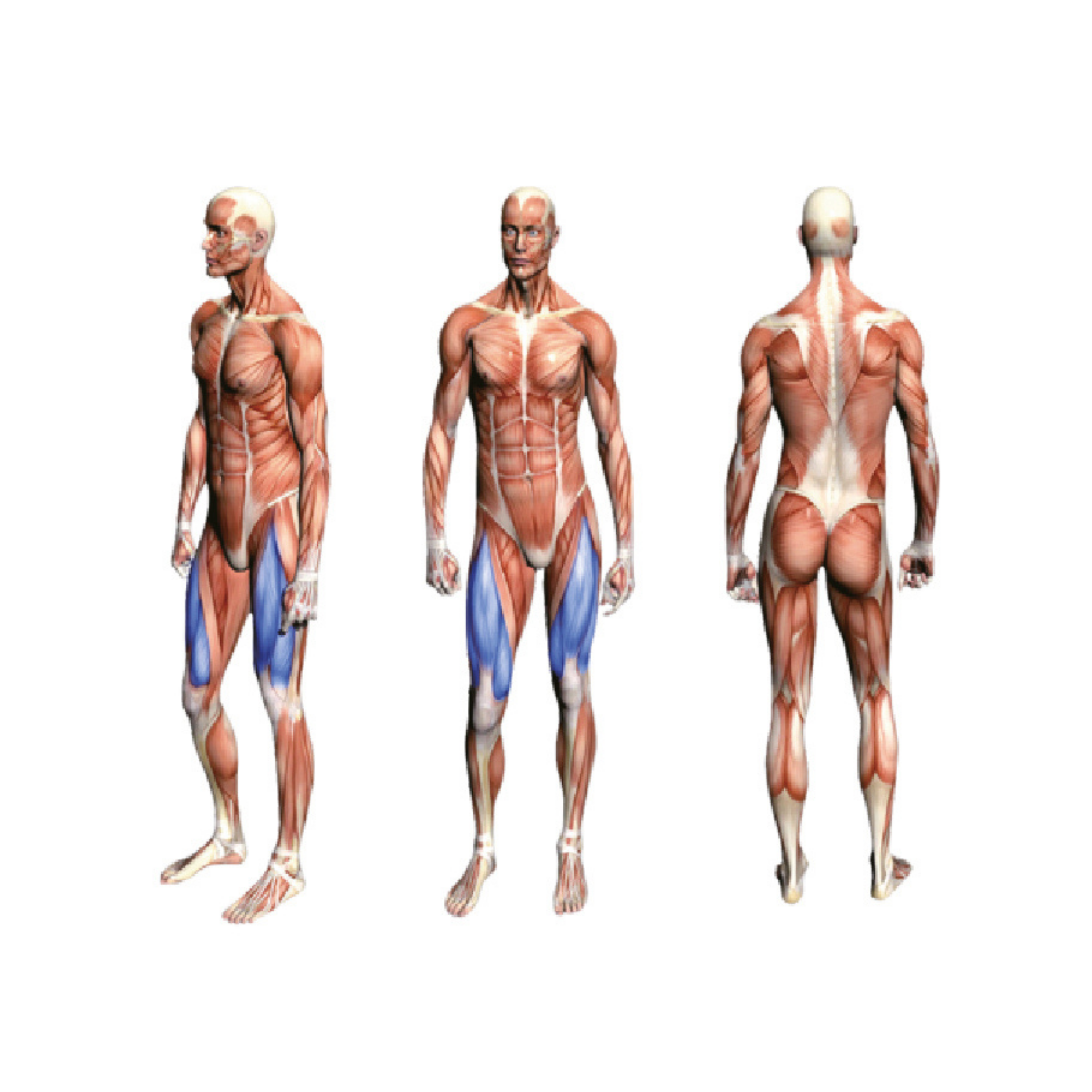 FA9013 Seated Leg Extension