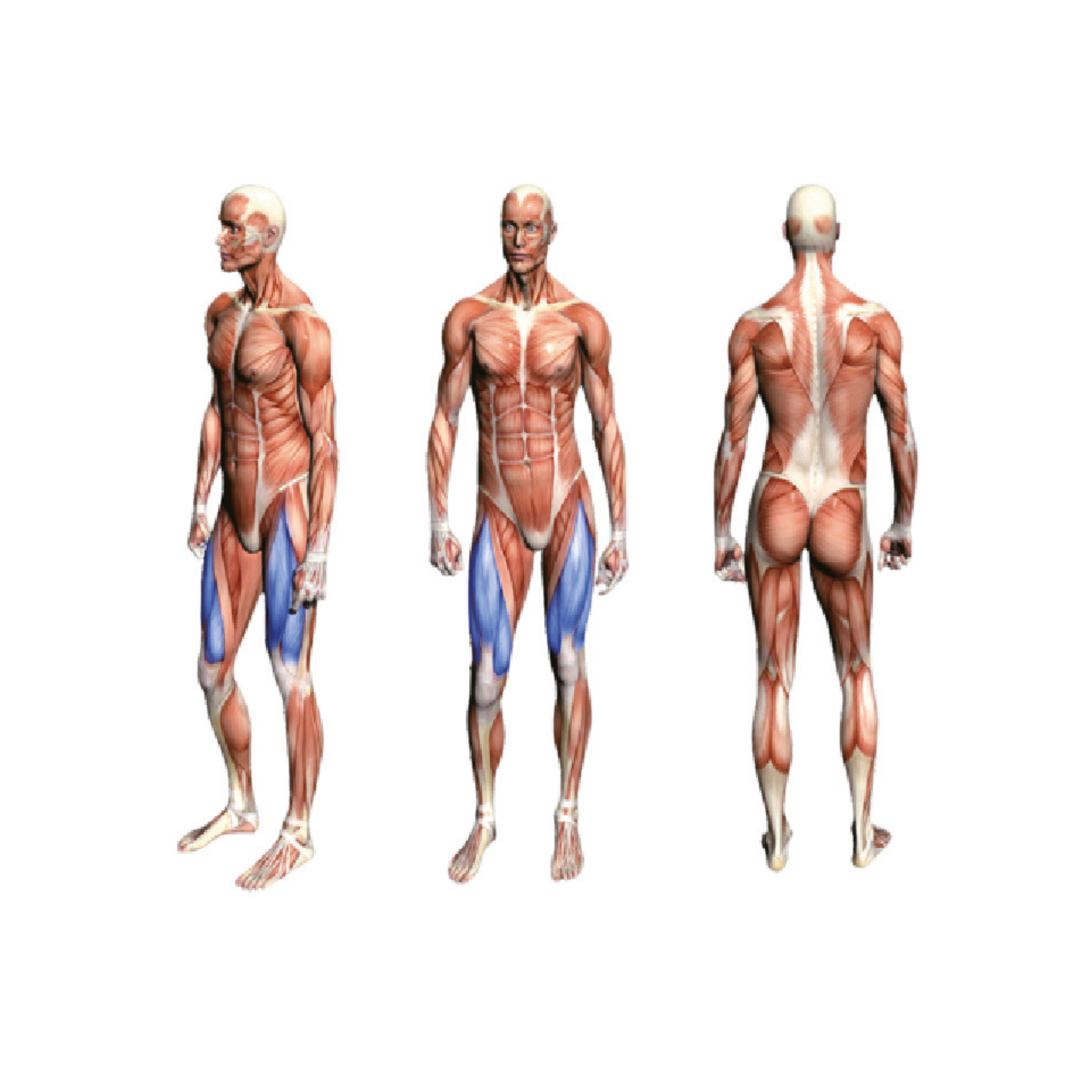 FA9014 Seated Leg Curl