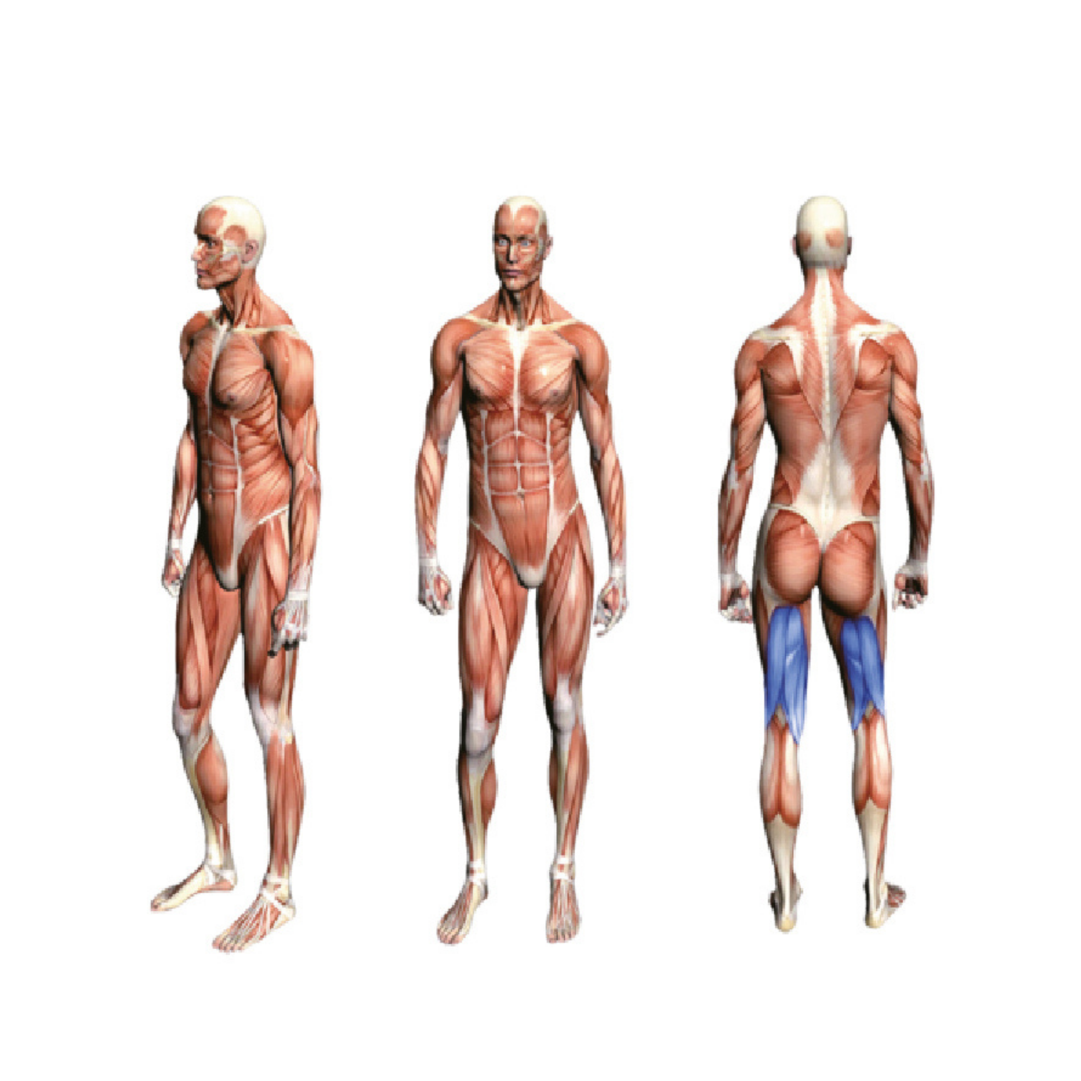 FA9015 Prone Leg Curl