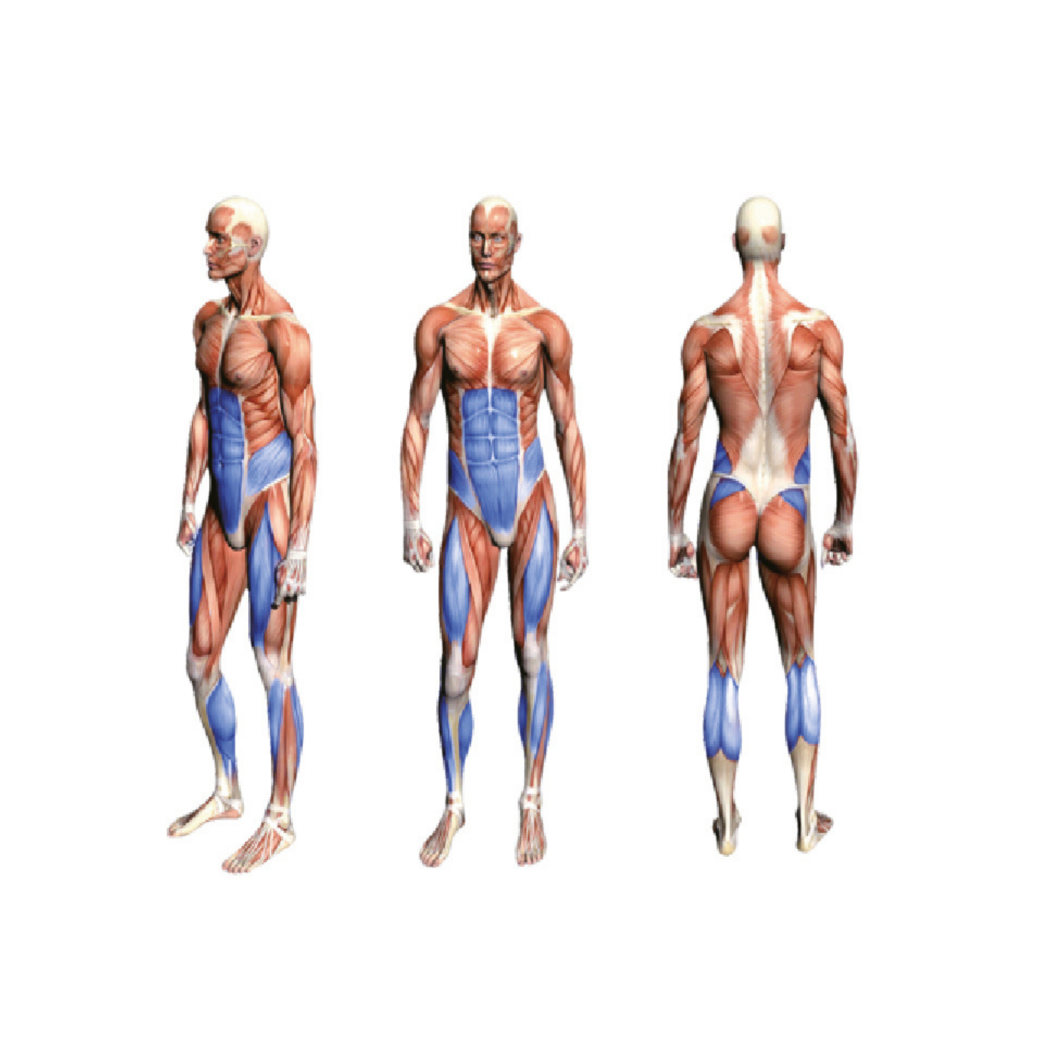 FA9016 Seated Leg Press