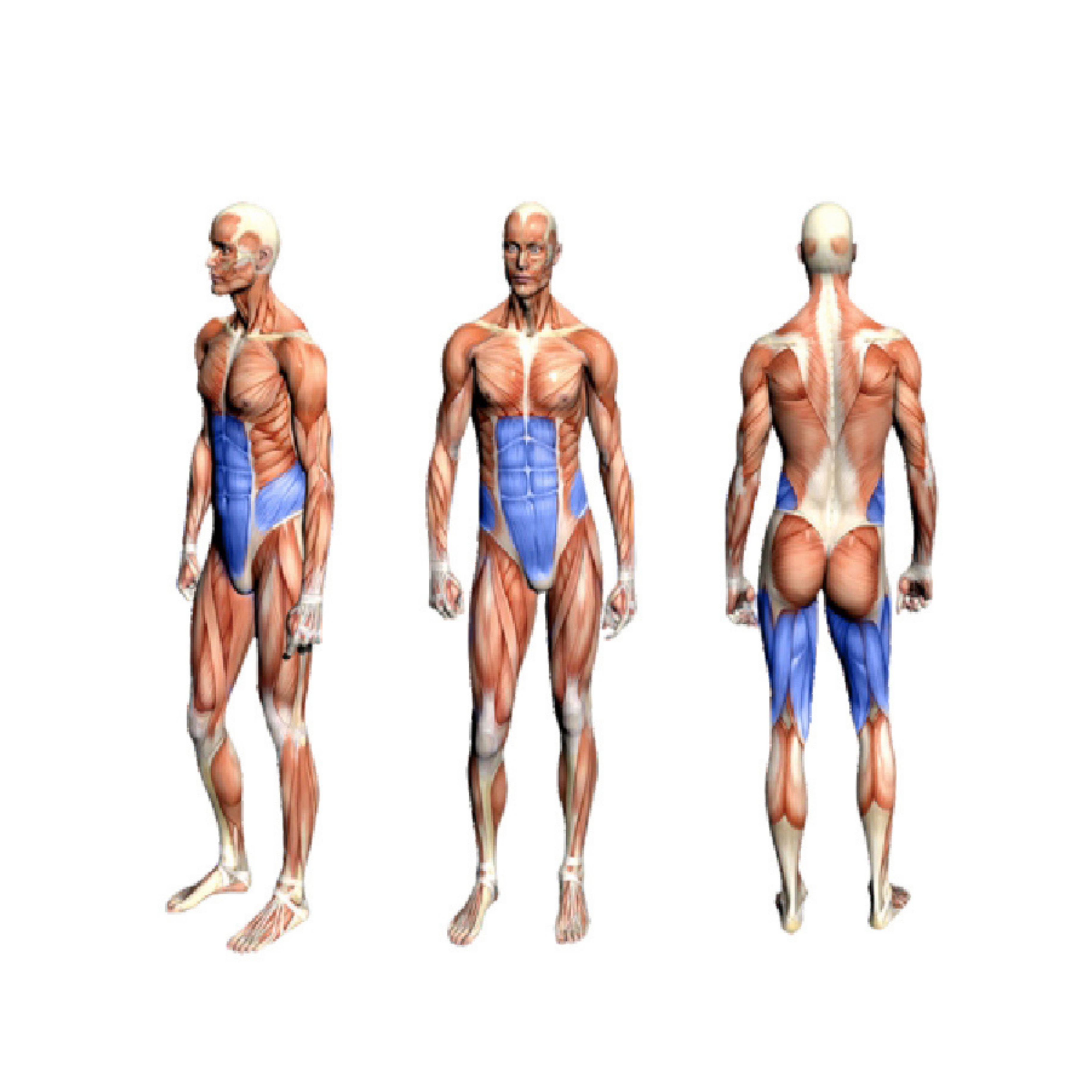 FA9022 Inner&Outer Thigh