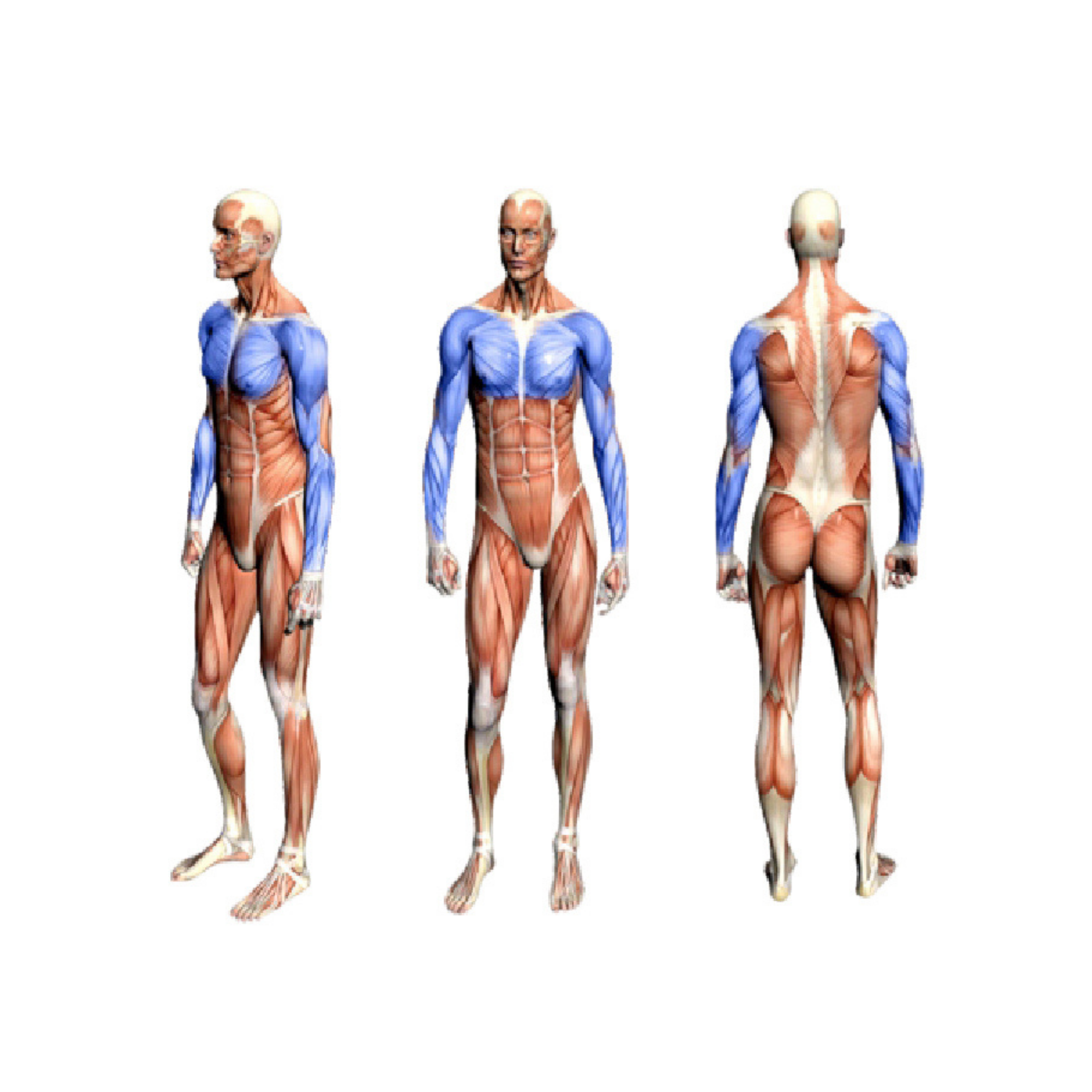 FA9024 Bicep Curl & Tricep Press